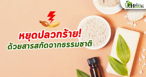 หยุดปลวกร้าย! ด้วยสารสกัดธรรมชาติ