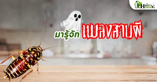 มารูู้จักแมลงสาบผี!! แมลงสาบผี: ศัตรูเงียบในบ้านที่คุณต้องระวัง