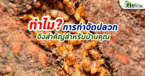 ทำไมการกำจัดปลวกจึงสำคัญสำหรับบ้านคุณ | ปกป้องบ้านจากปลวกและความเสียหาย