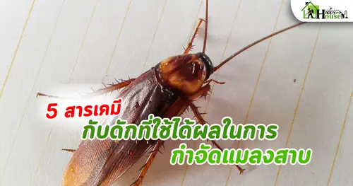 5 สารเคมีและกับดักที่ใช้ได้ผลในการกำจัดแมลงสาบ วิธีจัดการแมลงสาบให้ได้ผล