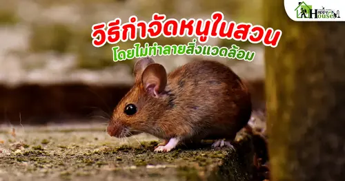 วิธีกำจัดหนูในสวนโดยไม่ทำลายสิ่งแวดล้อม  เคล็ดลับป้องกันหนูแบบปลอดภัย