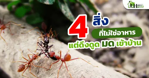 4 สิ่งที่ไม่ใช่อาหารแต่ดึงดูดมดเข้าบ้าน