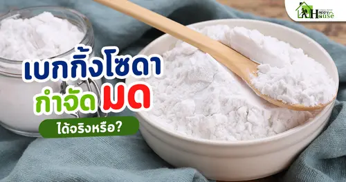 เบกกิ้งโซดากำจัดมดได้จริงหรือ? แชร์วิธีการกำจัดมดอย่างถูกวิธี