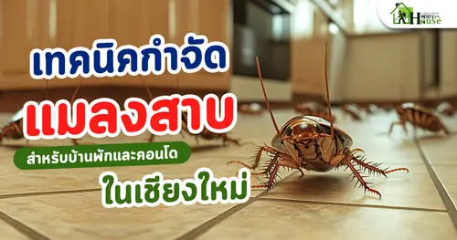 เทคนิคกำจัดแมลงสาบสำหรับบ้านพักและคอนโดในเชียงใหม่
