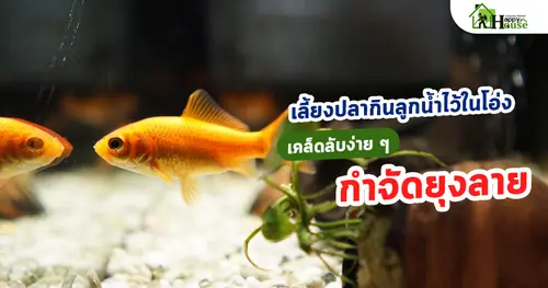 เลี้ยงปลากินลูกน้ำไว้ในโอ่ง เคล็ดลับง่าย ๆ กำจัดยุงลาย