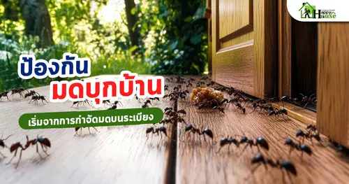 ป้องกันมดบุกบ้านเริ่มจากการกำจัดมดบนระเบียง