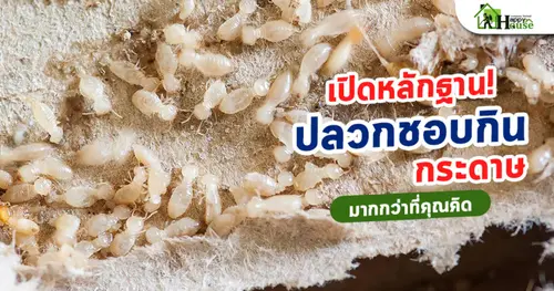 เปิดหลักฐาน! ปลวกชอบกินกระดาษมากกว่าที่คุณคิด