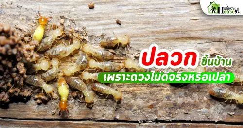 ปลวกขึ้นบ้าน เพราะดวงไม่ดีจริงหรือเปล่า